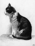 La gata Castañuela, que tiene como mascota al humano Nozal